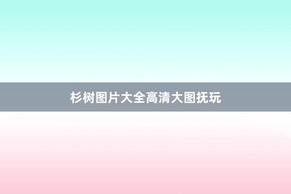 杉树图片大全高清大图抚玩